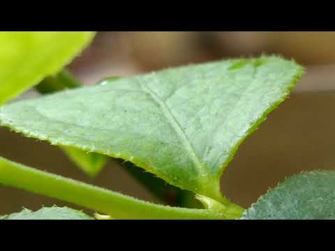 Video: ¿Para qué sirve el extracto de hoja de arándano?