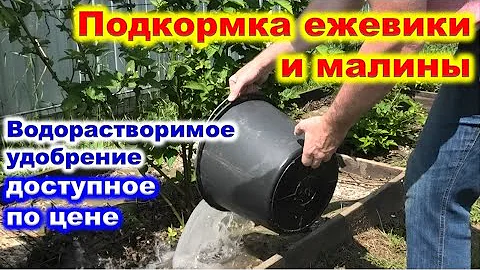 ЧЕМ ПОДКОРМИТЬ МАЛИНУ и ЕЖЕВИКУ летом. Замена дорогим удобрениям.