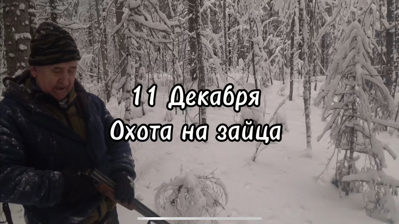 Спокойный снежный день и один добытый заяц — охота удалась!