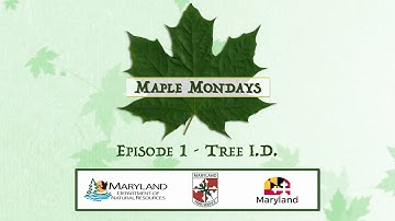 Maple Mondays - Episode 1 - Tree I.D. - Maryland Department of Natural Resources