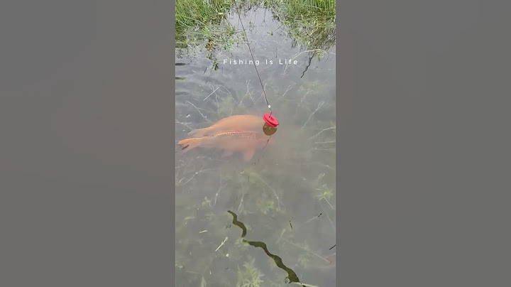 🎣 Fishing for LIFE in a Desi Village | A Day of Traditional Fishing in Rural Life 🌾 LifeLens