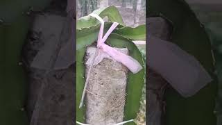 How to grow new red dragon fruit farm in Vietnam - break the head of the column #dragonfruitplant