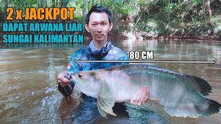 Jackpot Ikan Arwana Liar, Casting Arwana Monster di pedalaman Borneo