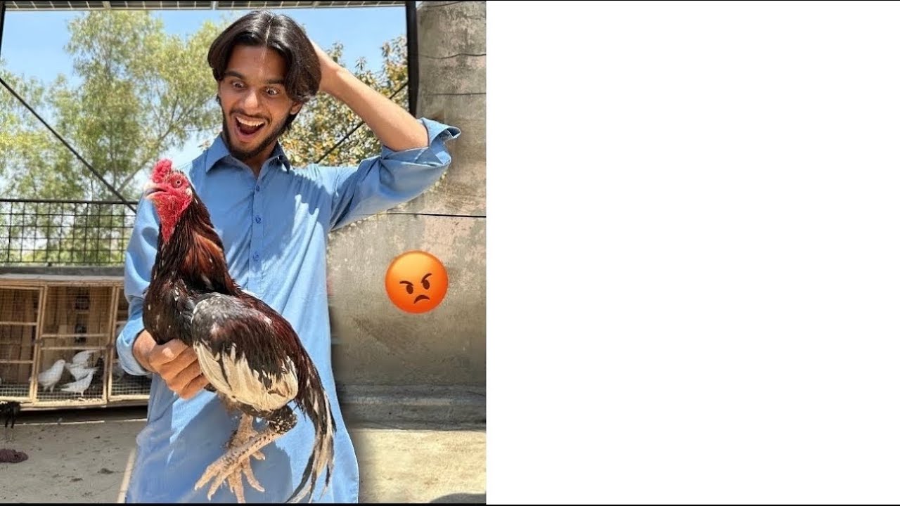 Mavi k liay new murga khreed lia 😱