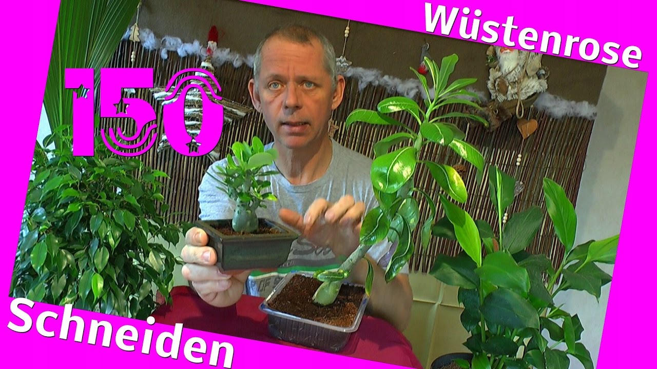 Bonsai Adenium obesum die Wstenrose schneiden