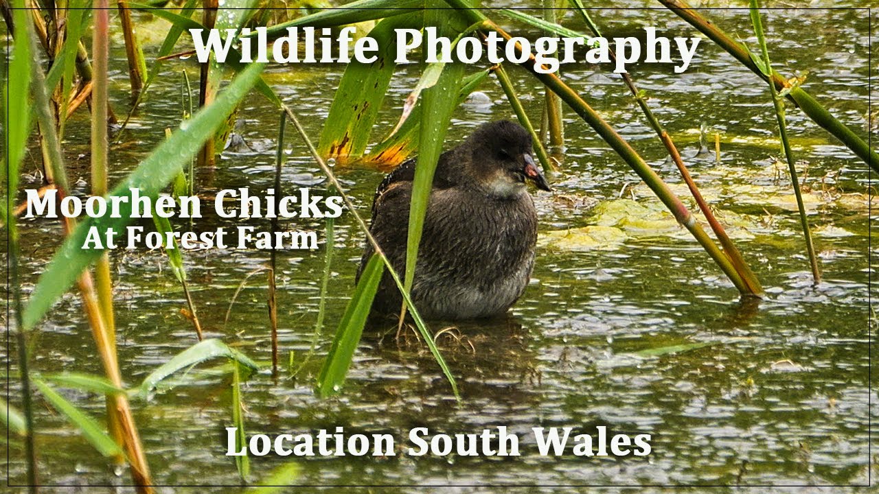 Moorhen Chicks