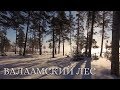 Валаамский лес