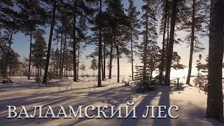 Валаамский лес