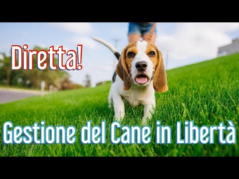 Video: Libertà attraverso l'addestramento del cane fuori dal guinzaglio