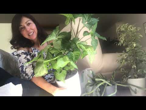 How to Differentiate Between Root Rot and Underwatering - Succulent Propagation Projects