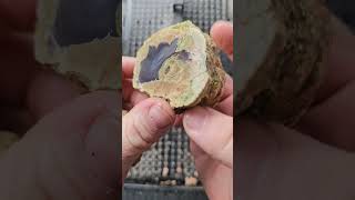 Cutting Aussie Thunderegg!!