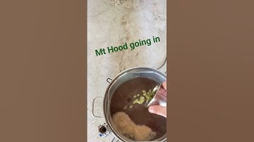 First Hop addition on the Marzen @YakimaValleyHops #beer #homebrew #homebrewing #hops