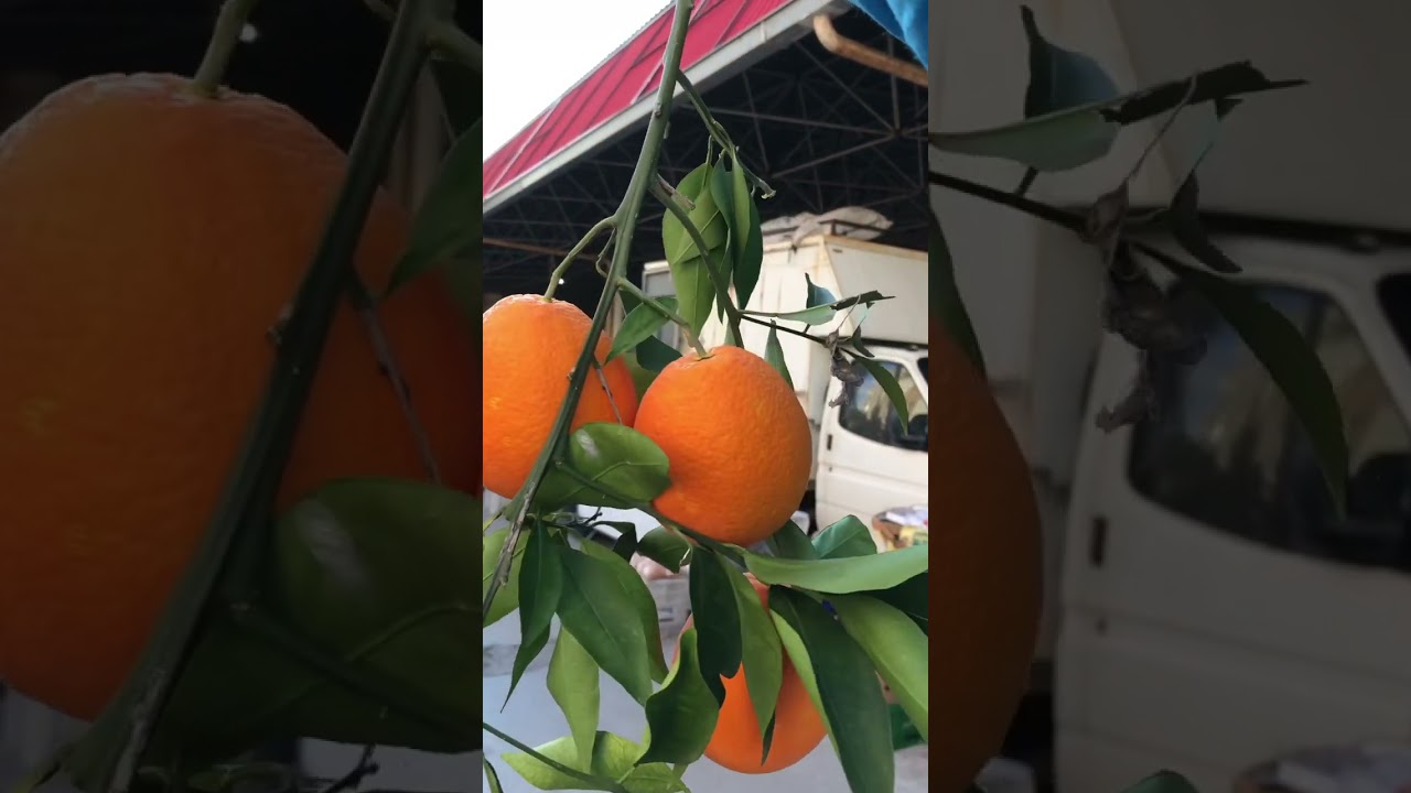 🍊Antalya Kepez street market 