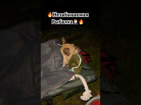 🔥Как бы вы поступили в таком случае?🔥#рыбалка#собакакиви #блатоввинодел #blatowvinodel #рек #трэш
