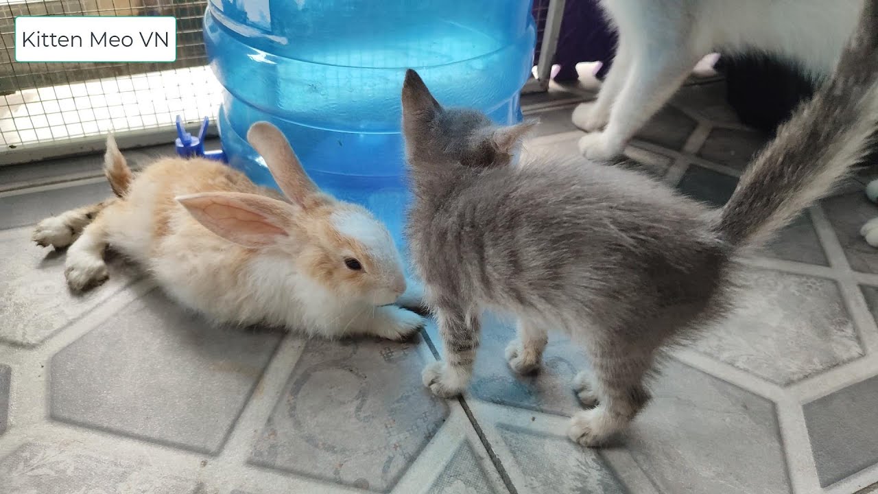 Plump the Hope rabbit lying next to the green water bottle - YouTube