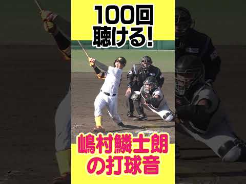 【何度でも聴ける！！】嶋村鱗士朗の打球音#阪神タイガース #hanshintigers #虎バンチャンネル #プロ野球 #shorts #shortvideo#嶋村鱗士朗#asmr#打球音