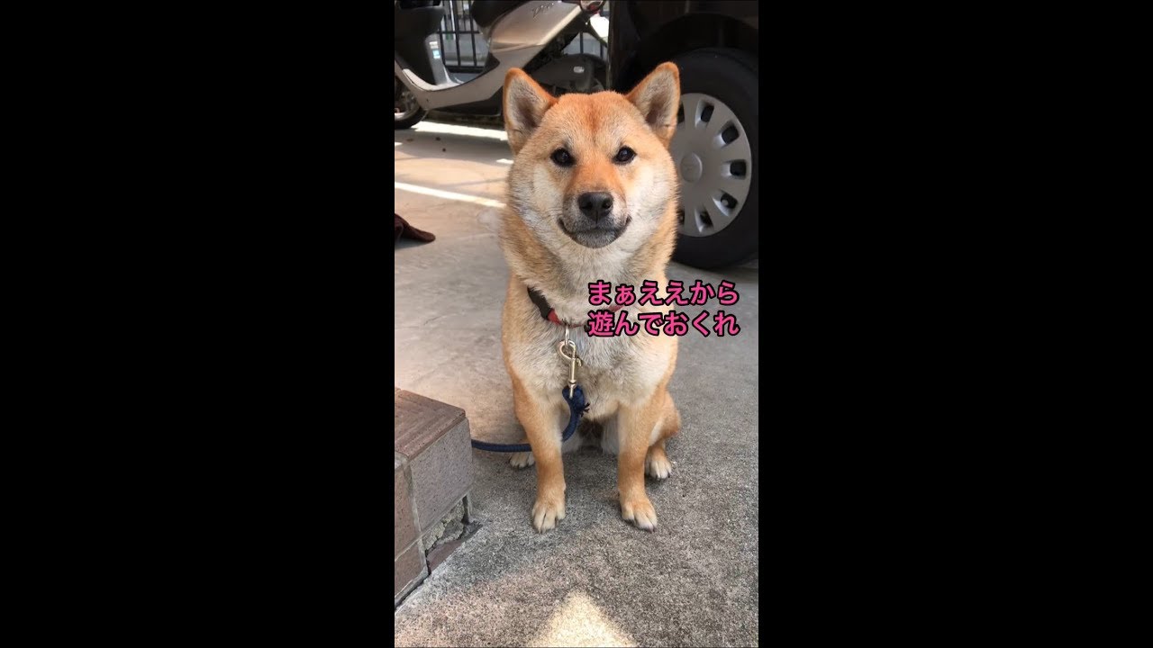 【柴犬】10ヶ月あどけない子犬(?) てんちゃん YouTube