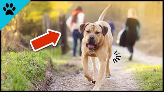 Stop THIS IMMEDIATELY When You're Walking Your Dog! by Dogtube 128 views 9 months ago 2 minutes, 38 seconds