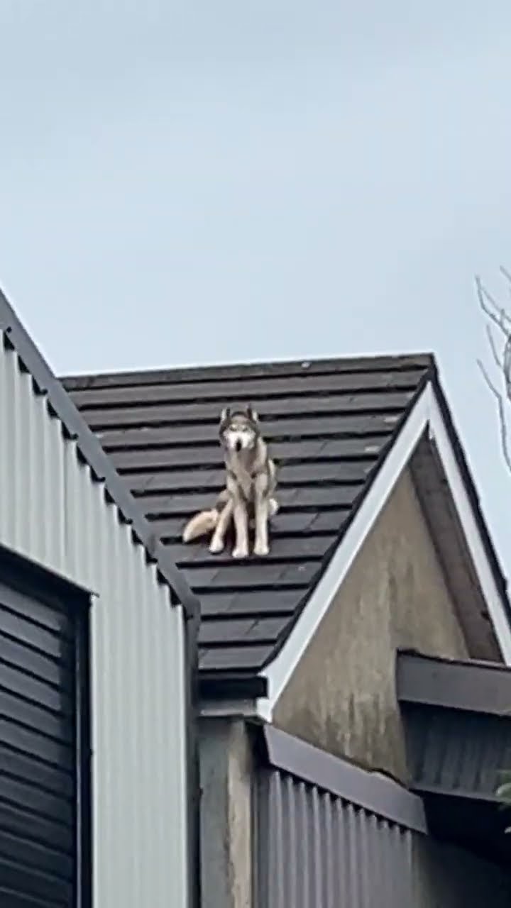 Why Are Huskies Like This? || ViralHog