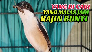 Nyaut Langsung.! Pancingan Cendet Gacor Toet Toet Variasi Isian Bikin Cendet Malas Bunyi Ikut Bunyi