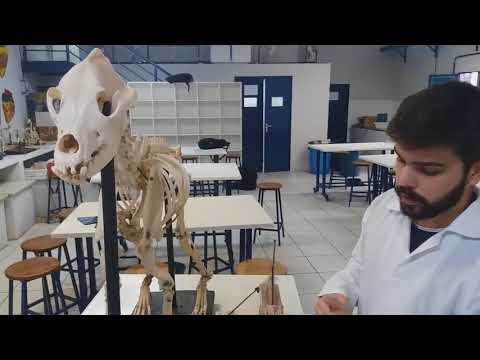 Vídeo: Objeções De Animais De Estimação Sênior Em Medicina Veterinária