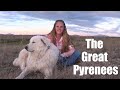 The Great Pyrenees