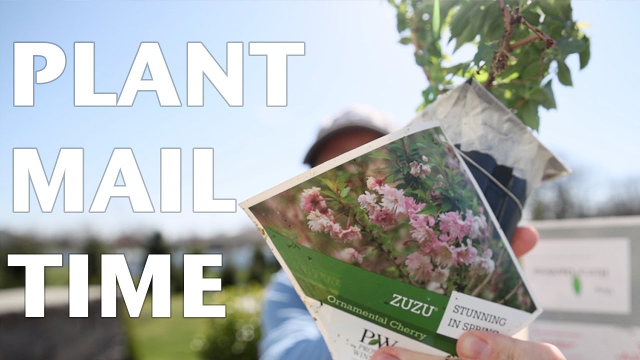 Plant Mail from HIRT'S GARDENS | PROVEN WINNERS | VLOG