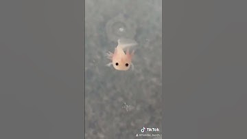 I would never fall in love again until I found this baby axolotl tiktok olotllove