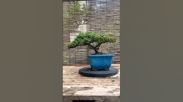 #bonsai #junipers #procumbens #pruning ❤️🎉🪴✨🌧️🎈😊🌷💦🌳🎊 #charminggreenbonsai