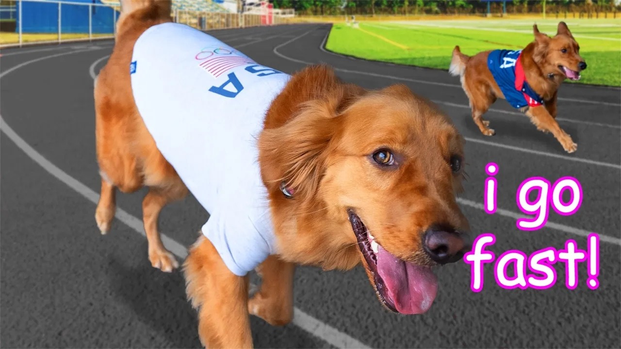 My Dogs Run a Marathon! 🏃‍♂️
