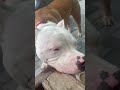 Eating 🍽️ time 😫 #pitbull #shorts #pets #dog