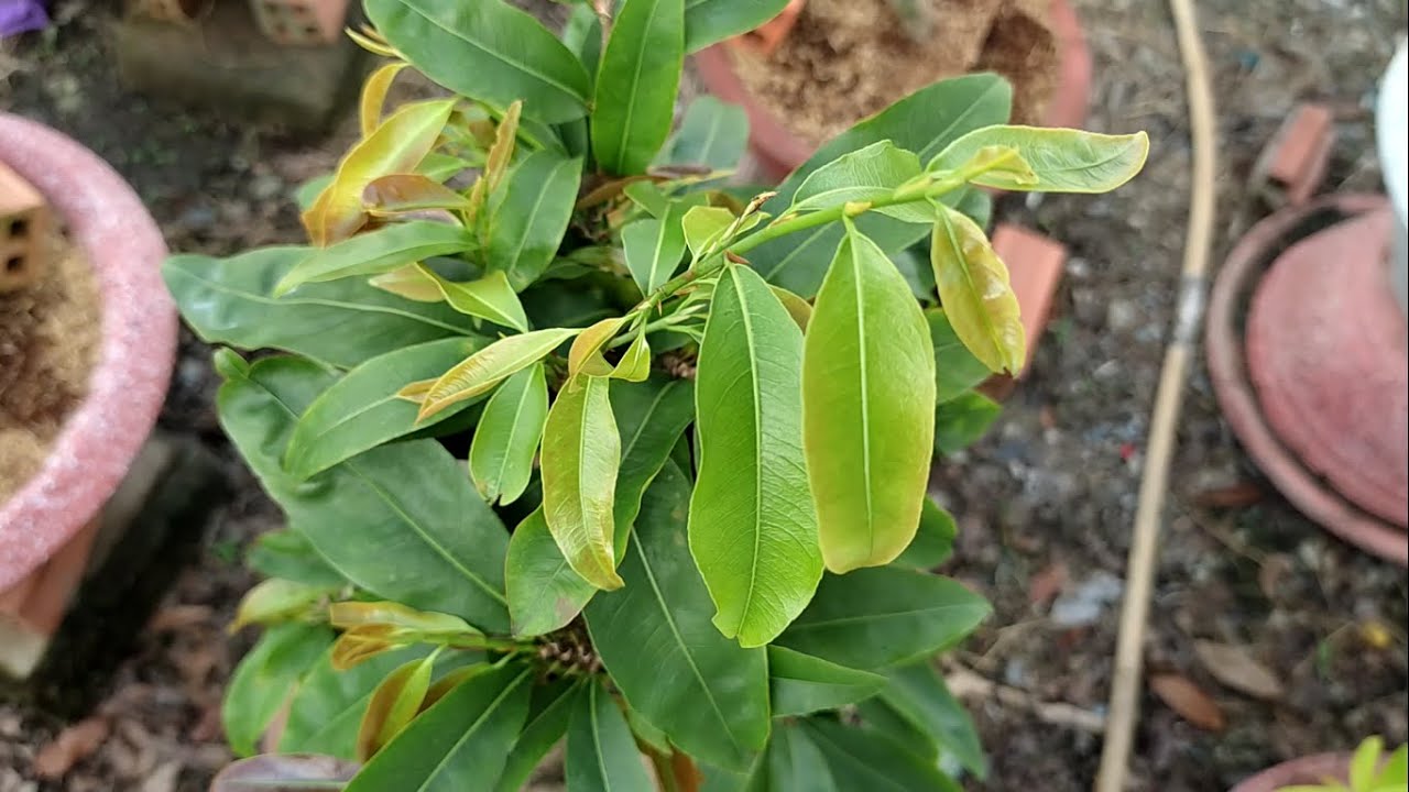 Khắc phục tình trạng mai bị đứng đọt/không phát triển sau khi ghép | Nét Việt #407