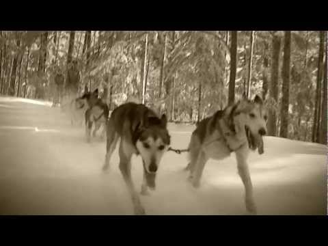 Video: Alaskan Husky Hunderasse Hypoallergen, Gesundheit Und Lebensdauer