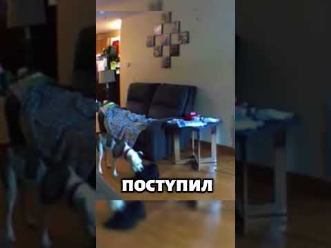 Наш старенький друг может заставить вас плакать! 🥹🐶 #животные