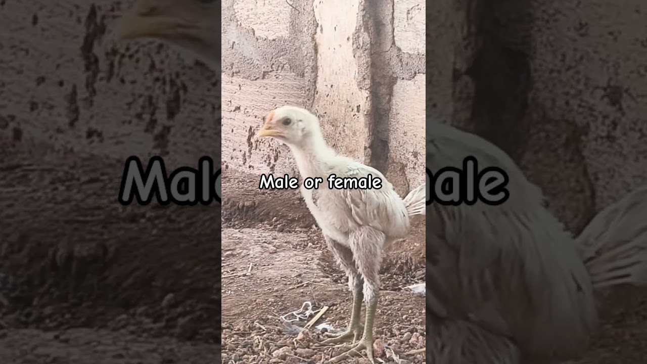 peru chicks male or female 