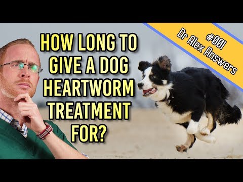 how-long-should-i-give-my-dog-heartworm-prevention-tablets-for?---dog-health-vet-advice