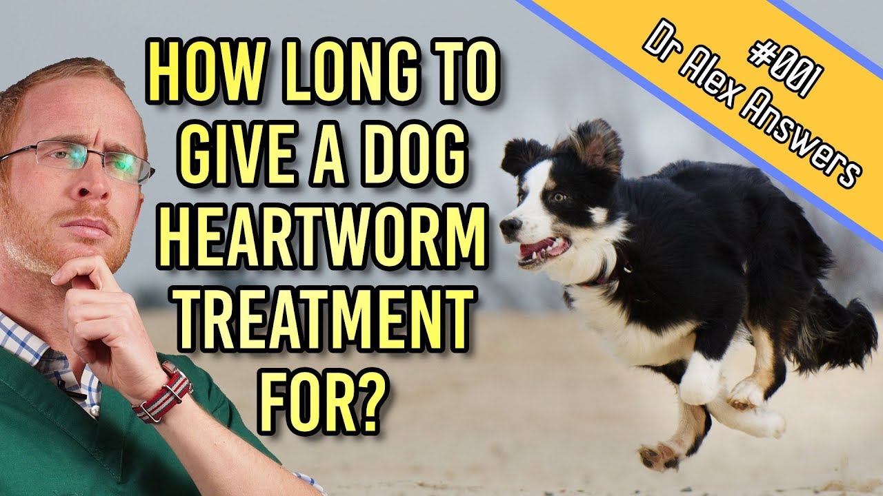 How Often Do You Give Dogs Heartworm Medicine