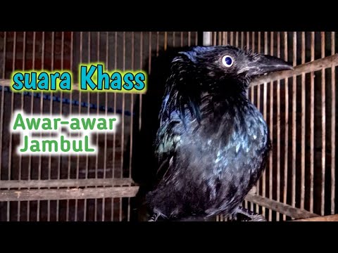 Awar Awar jambul mata putih suara call memanggil.