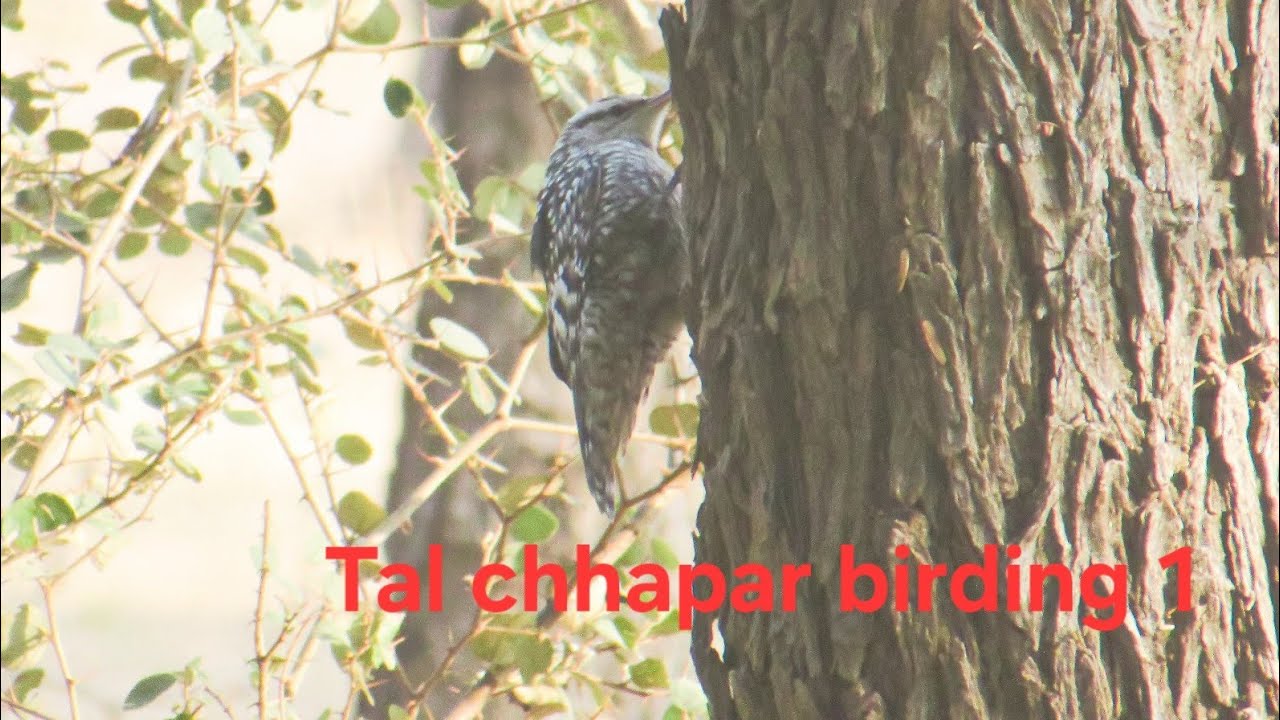 Tal Chhapar birding Part 1