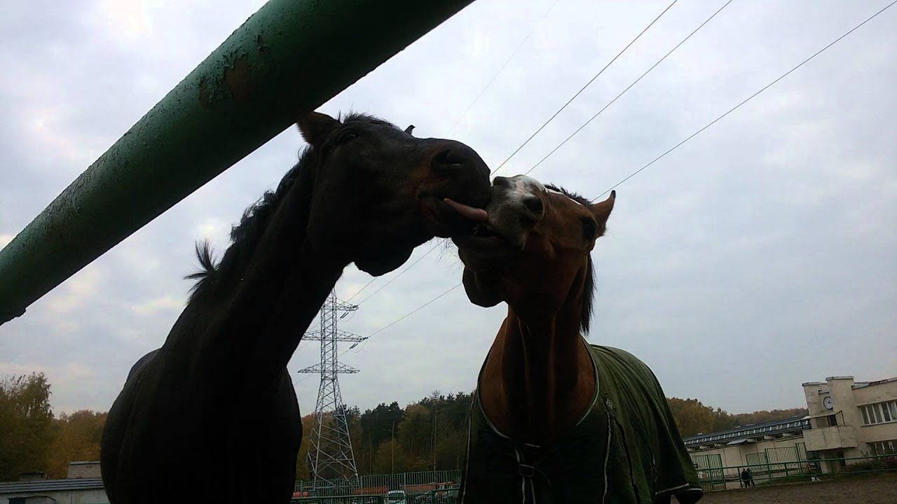 КСК Битца Лошади целуются - YouTube