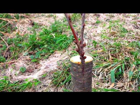 Mükemmel Meyve Aşı Nasıl Yapılır %100 Tutma Garantili 🍃 Kalem Aşısı Nasıl Yapılır