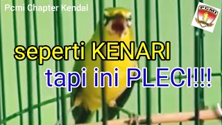 Pleci Dakun Kenarian Full, Nembak Panjang Istimewa