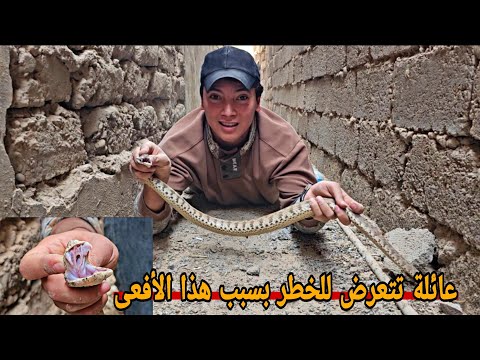 أفعى سامة تدخل منزل وتثير الرعب والخوف لهذه العائلة