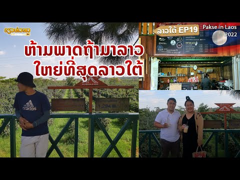 🇱🇦 ໃຫຍ່ທີ່ສຸດຂອງລາວໃຕ້ | ไร่กาแฟที่ใหญ่ที่สุด ในลาวใต้ | Paksong highland 2022 🍃☕️
