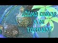 TORTUGAS: Cuidados de una tortuga acuática