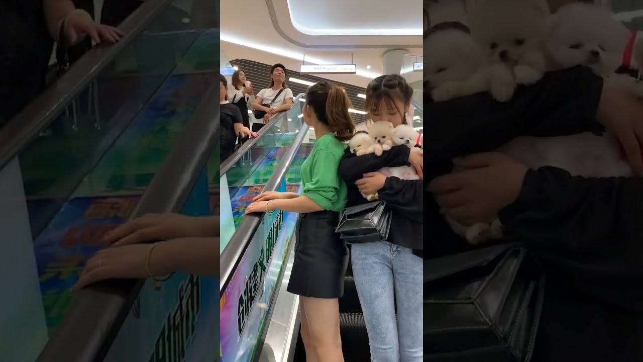 Super Cute Animals #shorts - YouTube