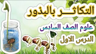 التكاثر بالبذور علوم الصف السادس الابتدائي