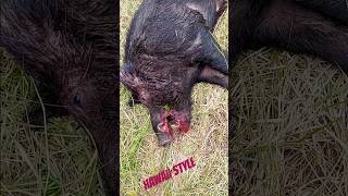 hawaii#hoghunting#tradition#lifestyle#hanapaa