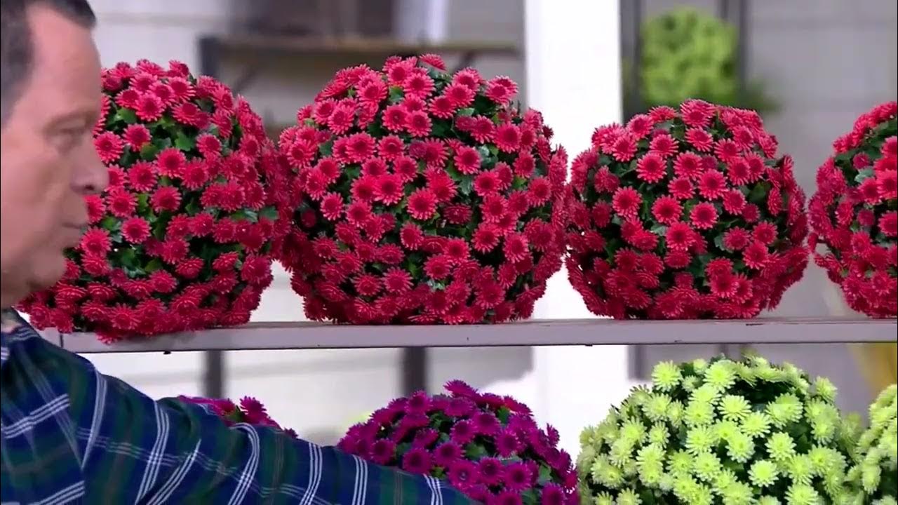 Wicker Park Set of (2) 10" or 12" Faux Mum Garden Spheres on QVC YouTube