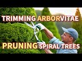 How to prune and trim Double Emerald Green Arborvitae Spiral